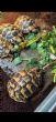 Hermanns : Young Male Western Hermanns approx 5 years old ( young hermanns group)